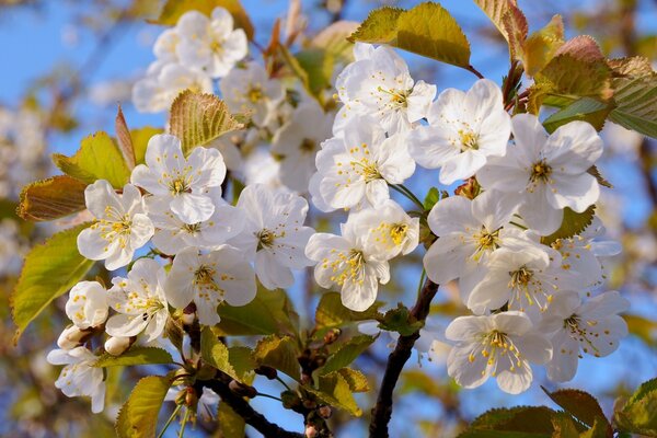 Manzano en flor. Floración en primavera