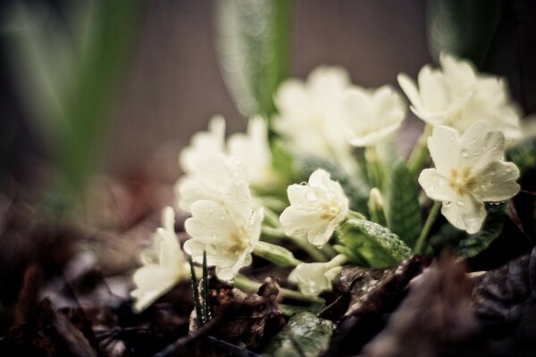 Las primeras flores de primavera son blancas