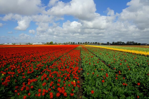 Plantations of blooming tulips on the farm