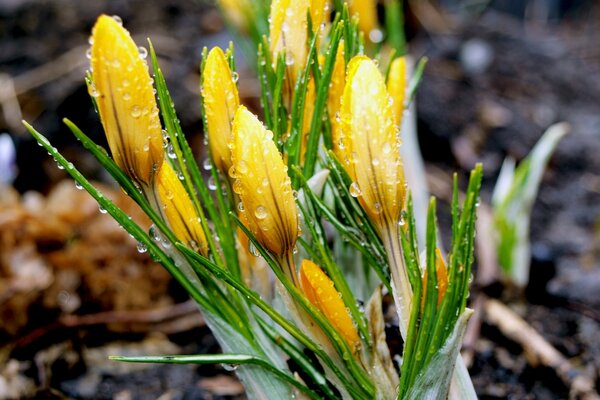 Buds of yellow flowers in dew