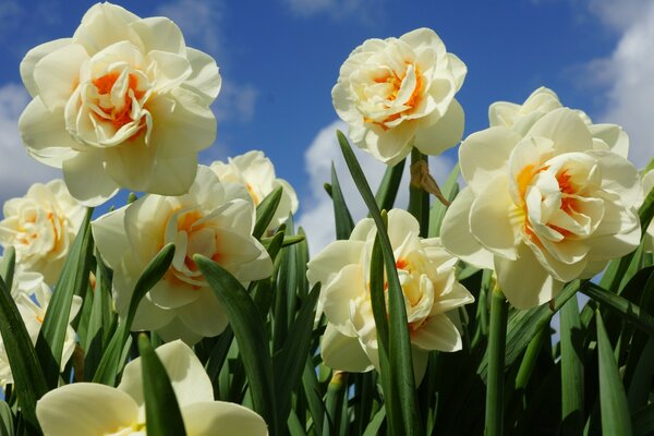 Flores muy hermosas florecieron en primavera