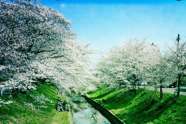 The season is spring. Nature and sky