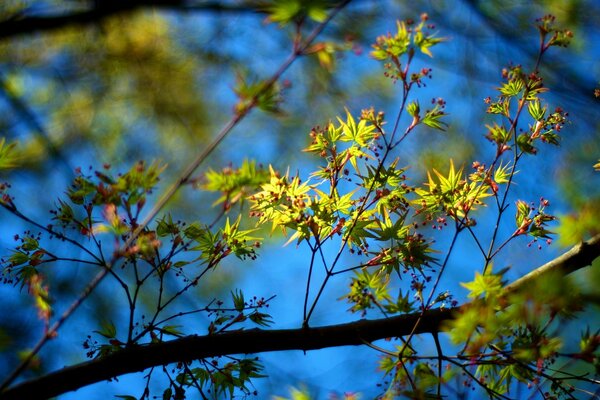 Frühlingsbäume. Das erste Blatt auf dem Baum