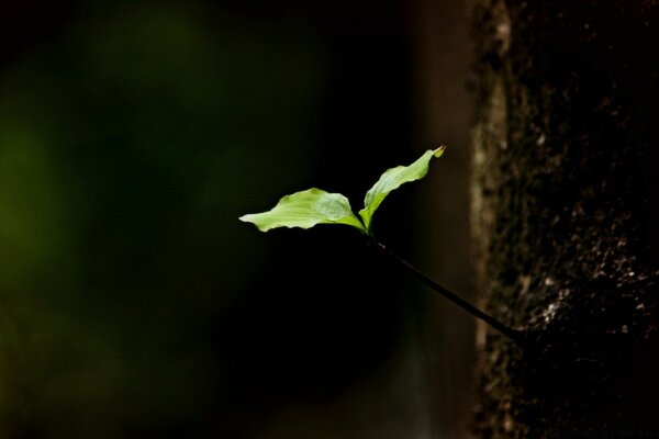 Broto germinado com duas folhas