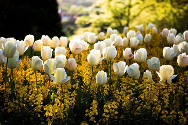 Blumenbeet weißer Tulpen