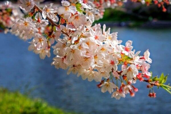 A branch with white flowers hangs over the water