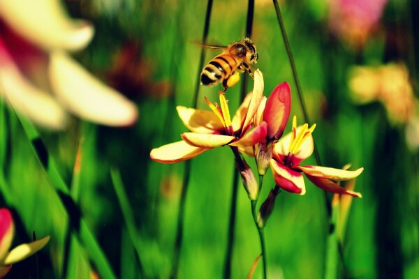 Macro shooting of a bee over a flower