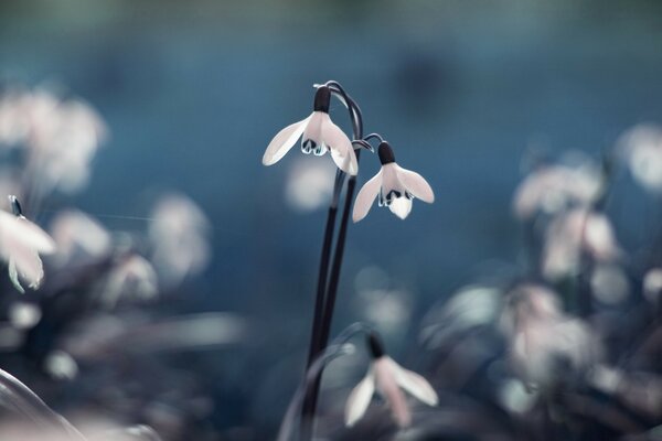 Garland in the form of white flowers