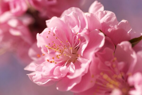 Распустилась вишня розовым цветом