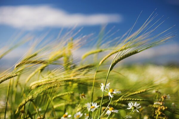 Ährchen entwickeln sich im Wind auf dem Feld