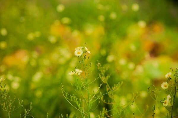 Sommerblume weiß auf grünem Hintergrund