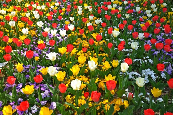 Viele Frühlingstulpen im Garten