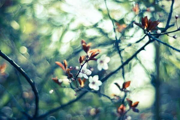 Rami di alberi con foglie gialle e fiori bianchi