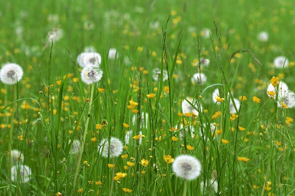 Grünes Feld im Frühling, viel Löwenzahn