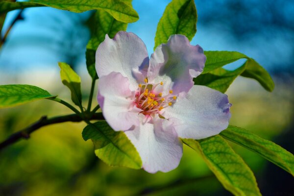 Pink apple blossom on a background of green leaves