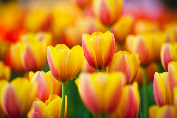 Ein ganzes Feld von rot-gelben Tulpen