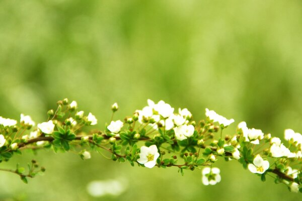 Macro shooting of a plant with white flowers on a green background