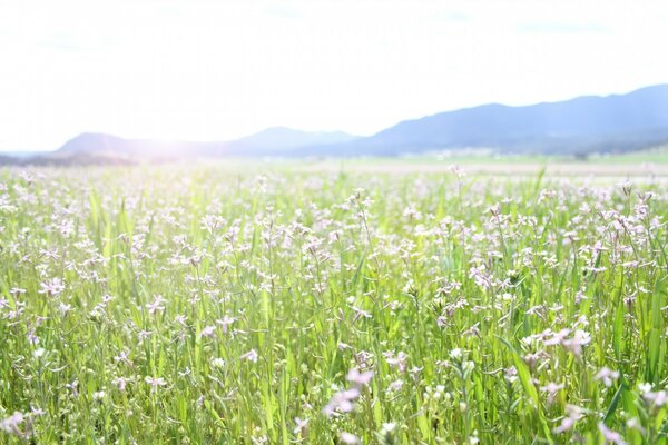 Frühlingsblumen am Nachmittag auf dem Feld