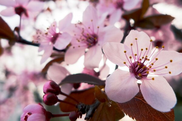 Cherry blossoms bloomed in the garden