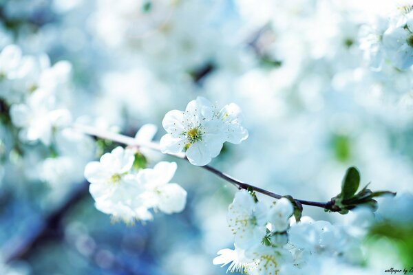 White cherry blossoms