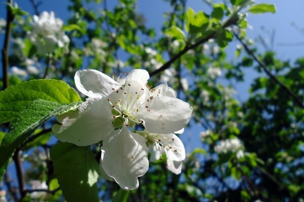 Wiosenne kwitnienie drzew. Flora