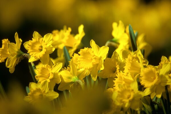 Narcisos solares en la naturaleza primaveral