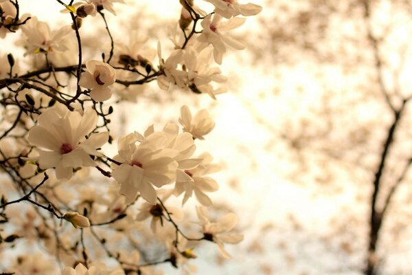 Wild cherry blossoms in spring