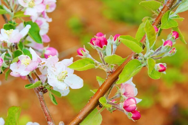 Ramo di albero in fiore con foglie