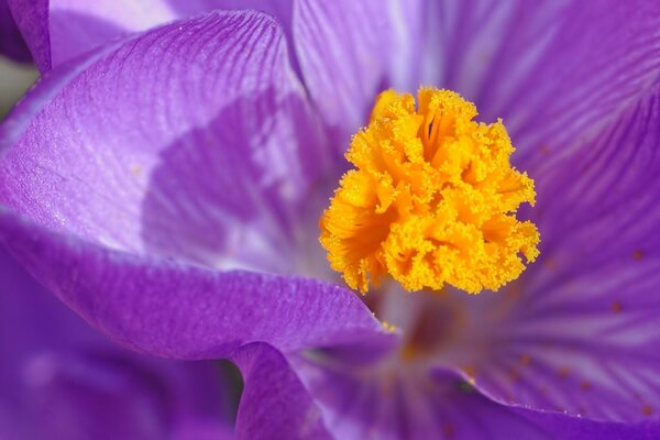 Flor púrpura con polen amarillo