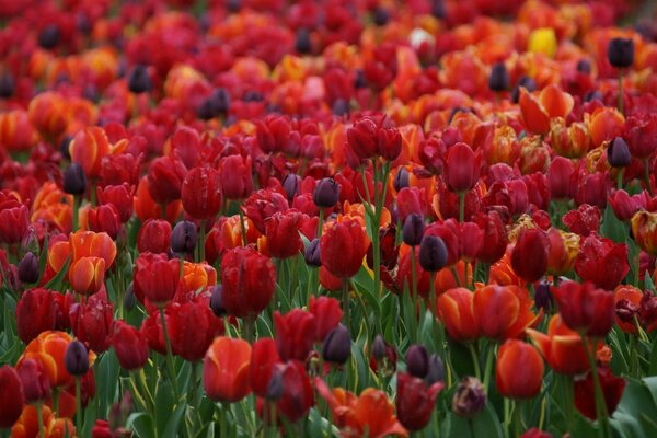 Viele Tulpen. Feld aus Blumen