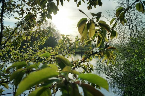 An apple tree grows near the river