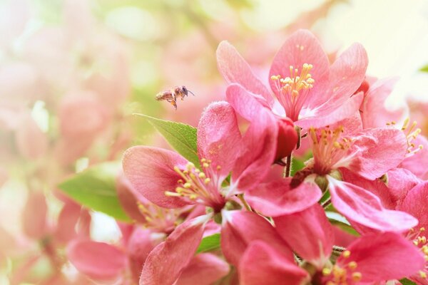 Delicate spring flowers in the garden