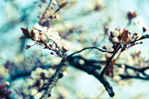 I fiori del melo sono fioriti in primavera