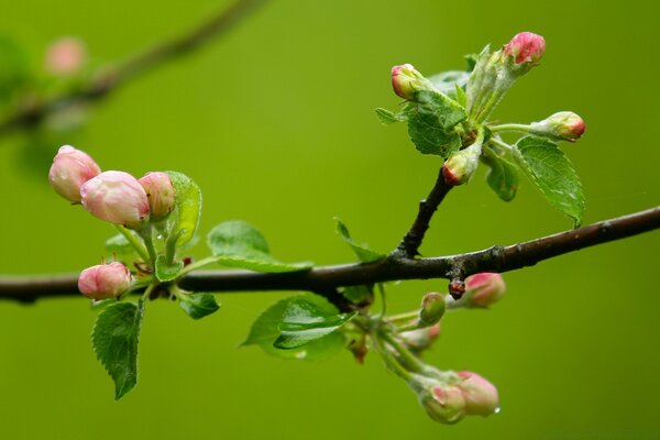 Beginn der Apfelblüte im Frühling