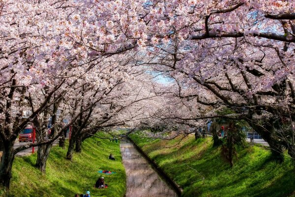 Jardin avec des arbres en fleurs où les gens se reposent