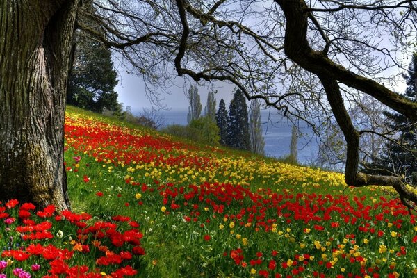 Schöne Natur. Blumen überall