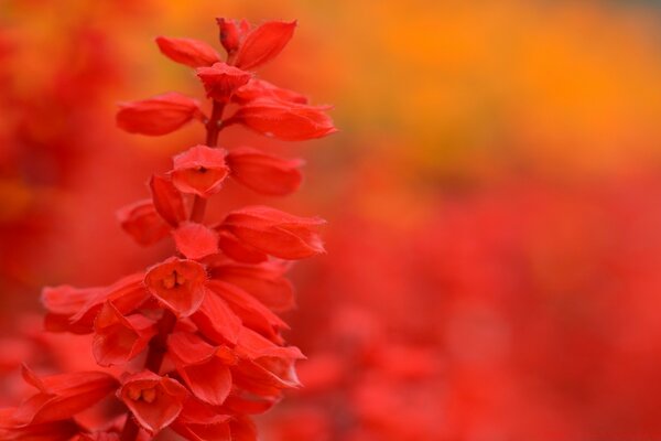 Red flower on a bright background