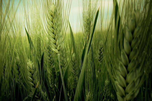 Belos campos de trigo na primavera