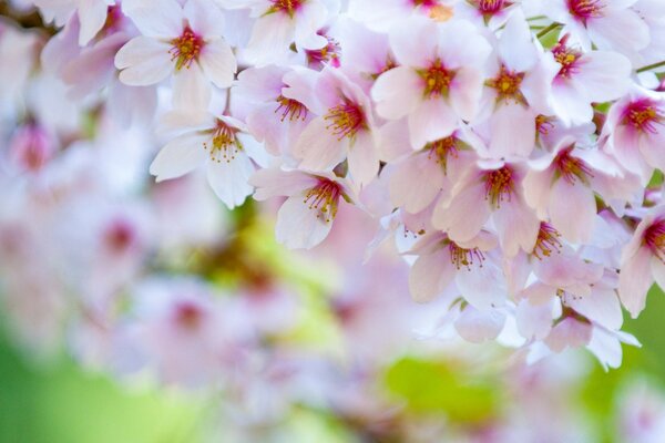 Frühlingsblümchen im Garten in der Nähe