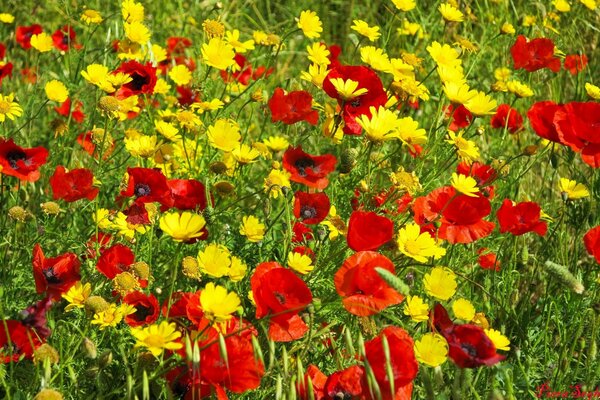 Red poppies and yellow flowers