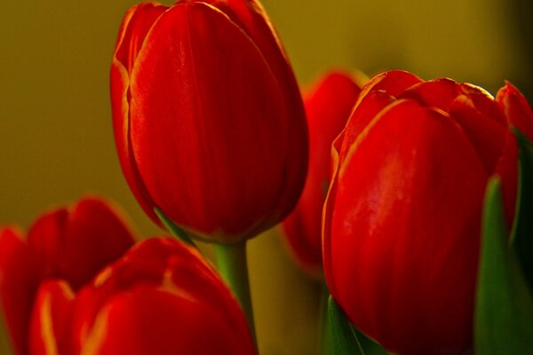 Five red tulips unopened