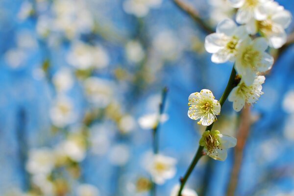 Frühlingsblumen auf Zweigen von Bäumen