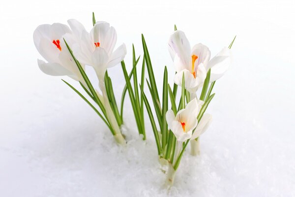 Schöne Schneeglöckchen im Schnee