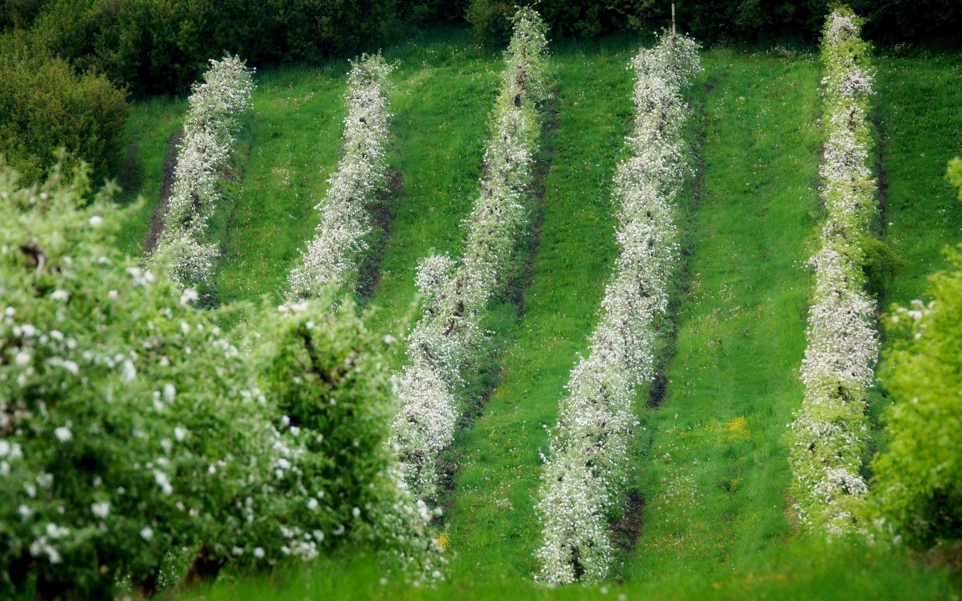 primavera naturaleza verano hoja al aire libre paisaje hierba flora crecimiento flor rural temporada jardín campo agricultura campo suelo árbol medio ambiente