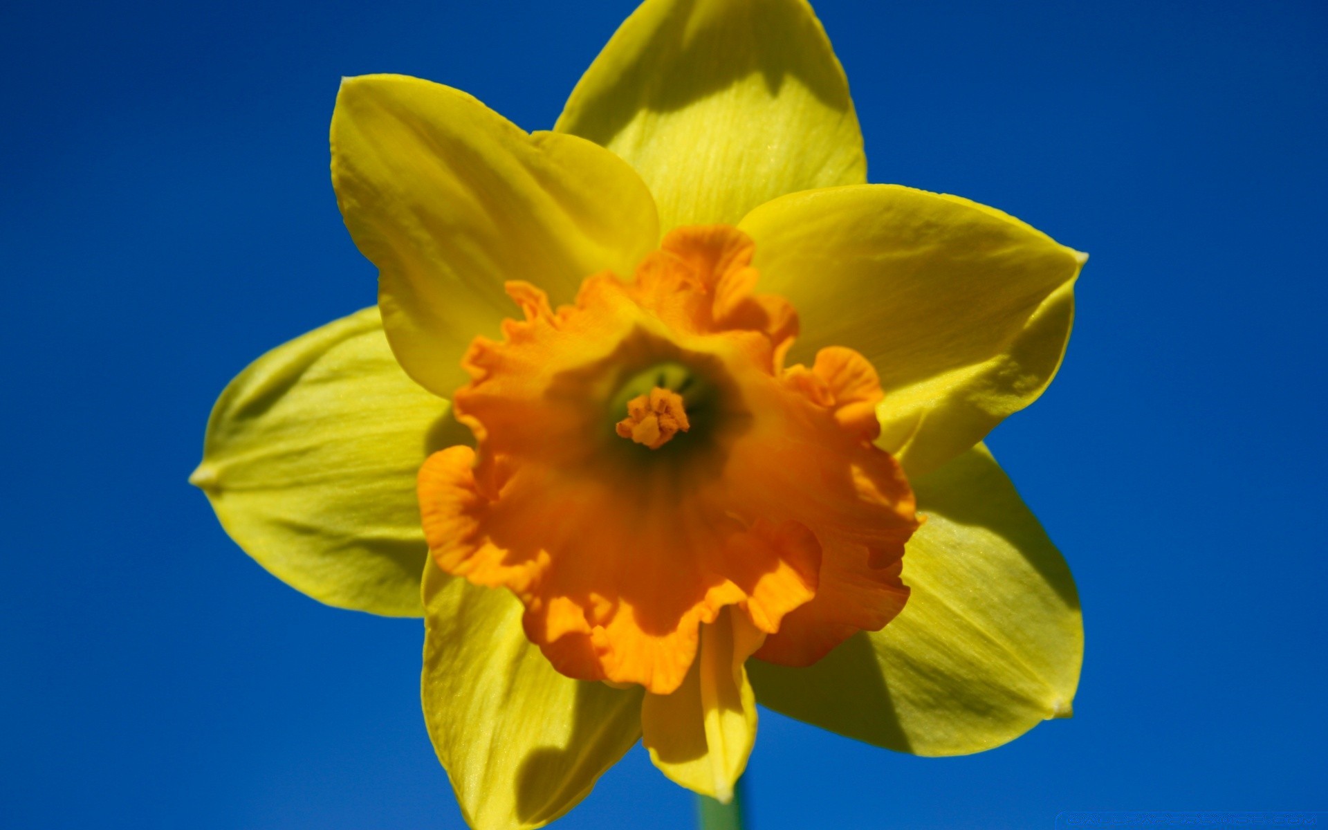 spring daffodil flower narcissus nature flora growth bright easter leaf color season blooming