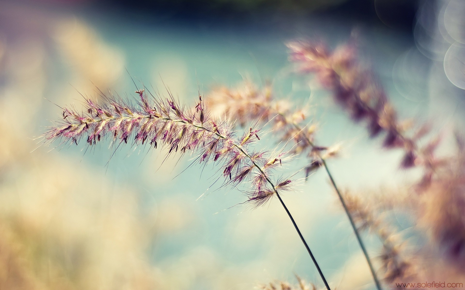 frühling feld natur sommer flora blume samen weizen spike wachstum flocken sonne trocken schließen des ländlichen landschaft gras ernte herbst gold bauernhof