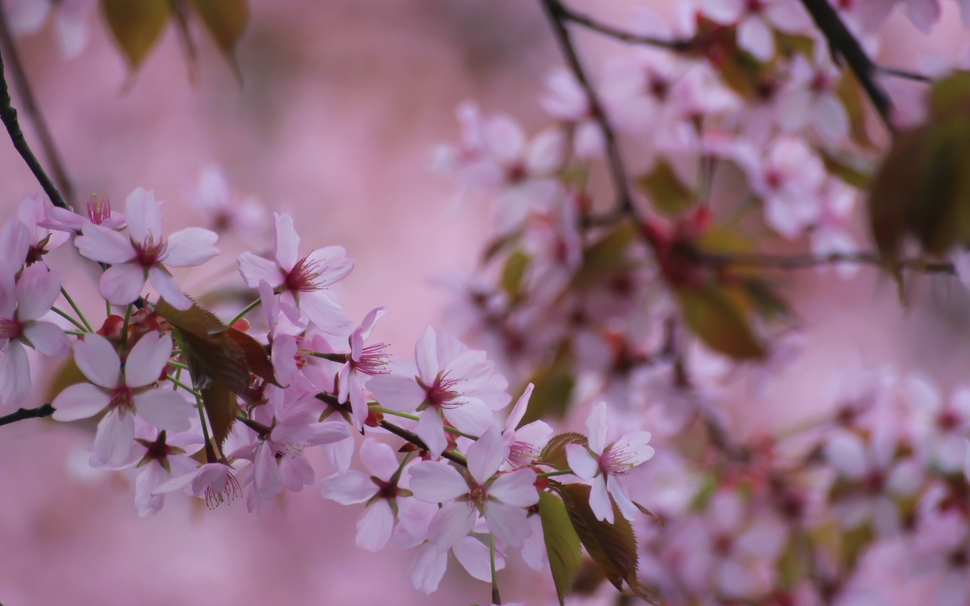 frühling blume natur kirsche flora blatt garten zweig baum wachstum im freien sommer blütenblatt hell blühen sanft blumen kumpel unschärfe gutes wetter