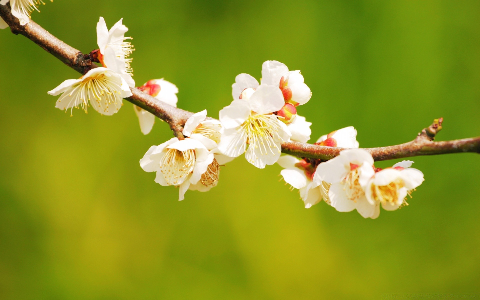 spring nature flower tree cherry branch flora apple outdoors leaf garden growth blur bud delicate season springtime petal