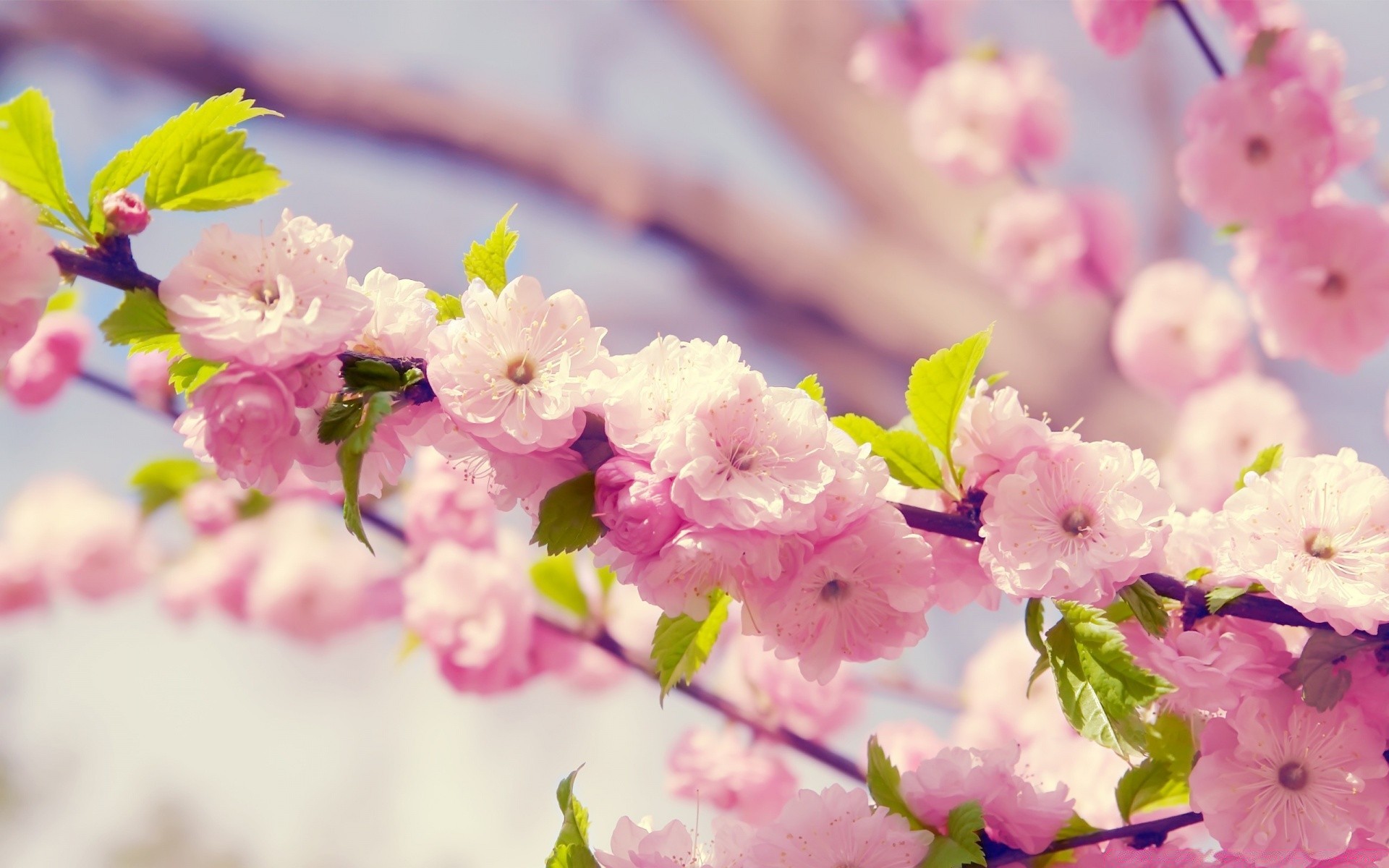 spring flower nature flora cherry garden branch petal floral blooming leaf tree summer season color close-up beautiful easter growth bud