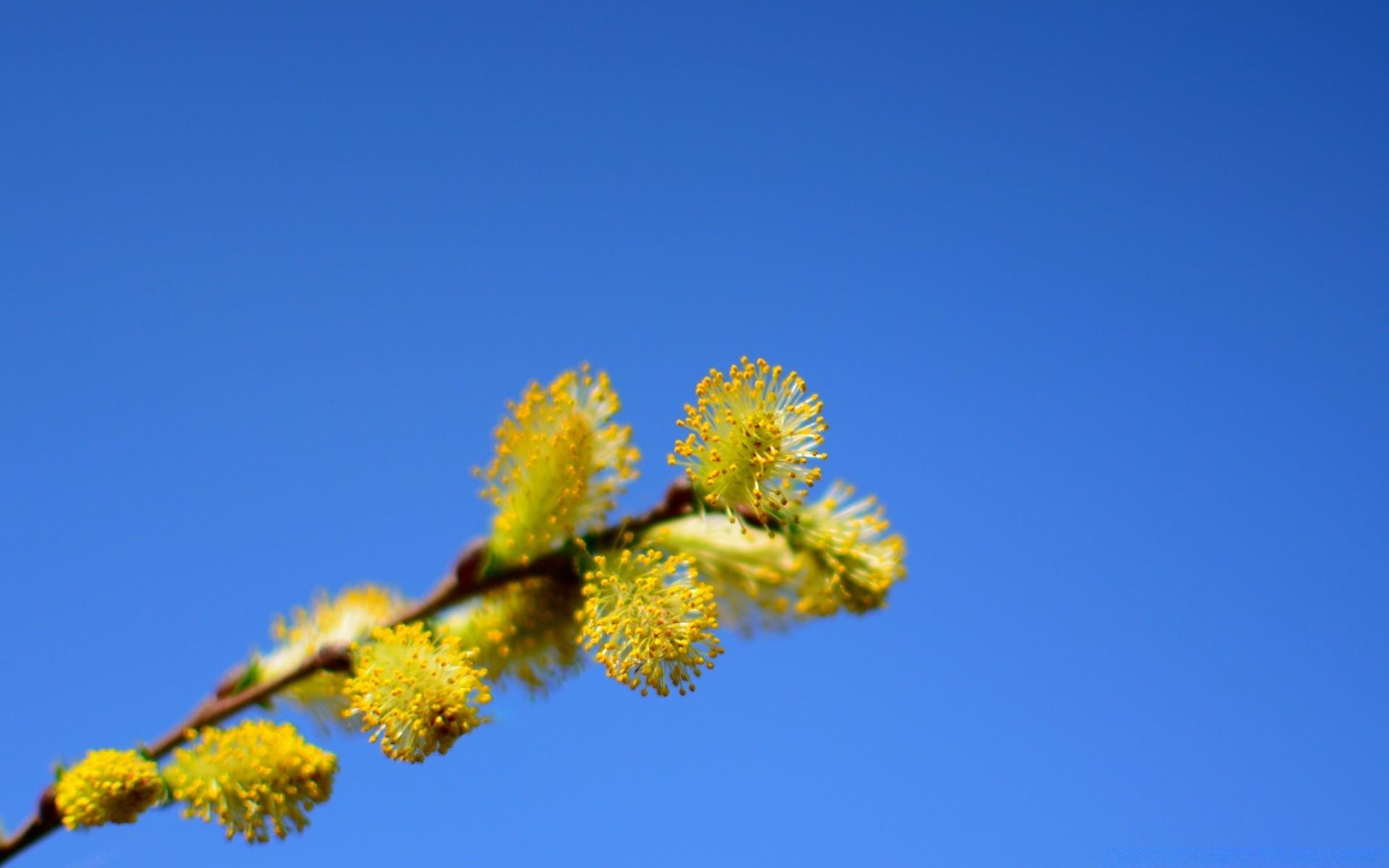 春天 花 自然 植物群 树 叶 天空 树枝 颜色 花园 生长 季节 盛开 花卉 户外 特写 美丽 夏天 桌面 明亮